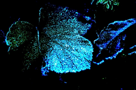 Blue Leaf