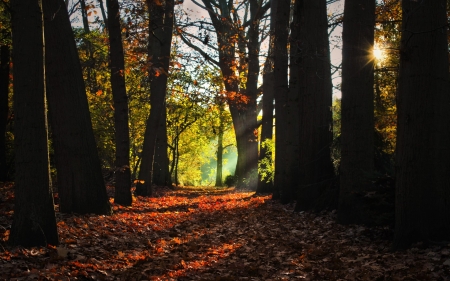 Autumn Forest - nature, autumn, trees, forest, lights