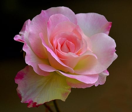 Beautiful Rose - one, rose, flower, pink