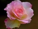 Beautiful Rose