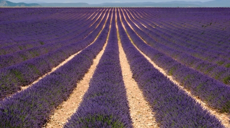 Purple Carpet - beautiful, land, purple, lilac