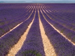 Purple Carpet