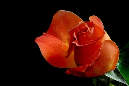 Rose - orange, one, rose, flower