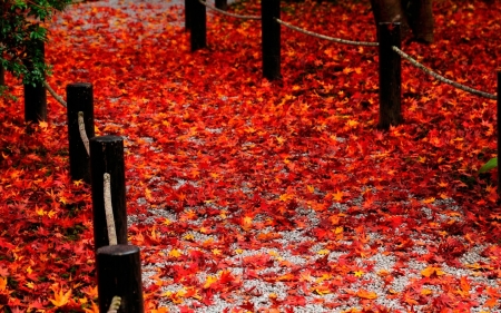 Red Fallen Road - road, fence, season, leaves