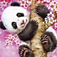Cute Panda