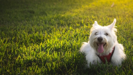 Cute Dog - nature, animals, beautiful, dogs, green, grass, cute