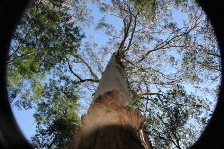 Stand tree 2 - gum tree, big, tree, tall