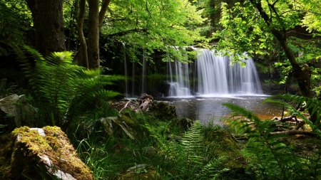 Forest - Grass, Forest, Waterfall, Green