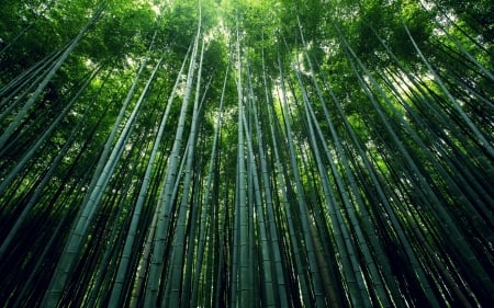 Bamboo Forest - Bamboo, trees, Nature, green, Forest