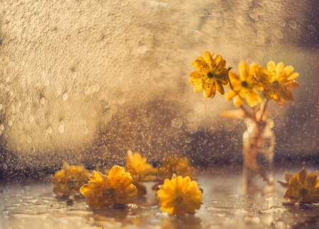 â™¥ - nature, flowers, yellow, soft