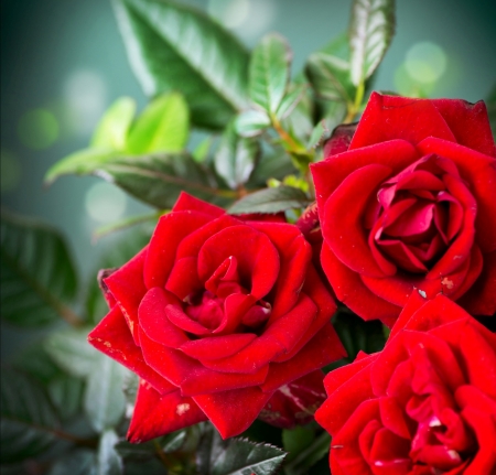 â™¥ - flowers, red, roses, nature