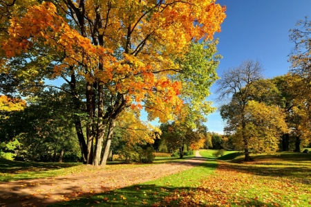 Nature - sky, trees, nature, autumn