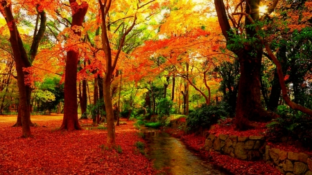 Autumn walk - trees, beautiful, walk, leaves, fall, path, autumn, foliage, park