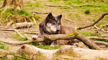 Grey Wolf - wolfpack, wolves, predator, wilderness