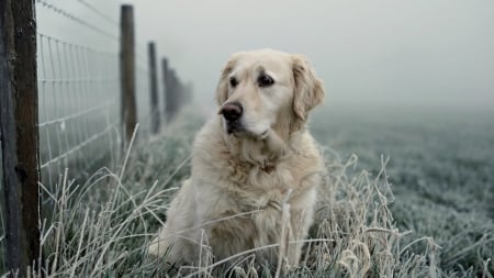 Retriver - retriver, photography, animals, golden retriever, dog, sweet