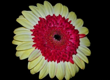 Gerbera - close up, gerbera, flower, petals