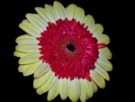 Gerbera