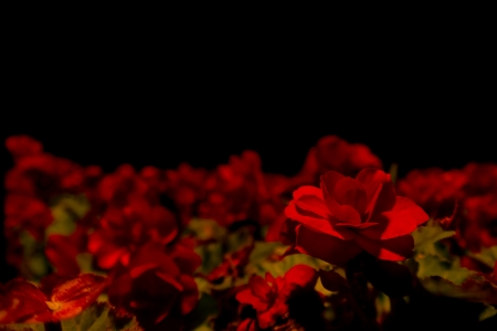 Red Flowers - nature, flowers, dark, macro