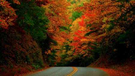 Autumn Road - autumn, forest, trees, road