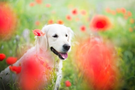 Happy between poppies - poppy, summer, dog, flower, white, animal, red, green, field