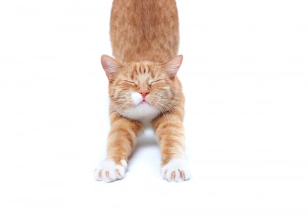 Good morning! - ginger, morning, orange, cat, stretching, pisica, white, animal, funny