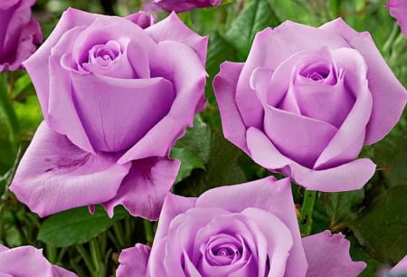 Pretty purple roses - beauty, purple, roses, pretty, flowers, cute