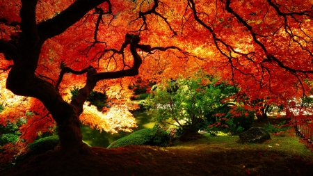 stunning fall scenery - fall, red, park, tree, grass, bushes