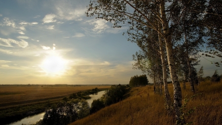 birch trees by a stream in sunset - fields, sunset, trees, strem