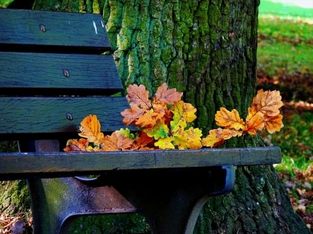 Colorful Leaves - benches, golden, leaves, october, nature, autumn, colorful