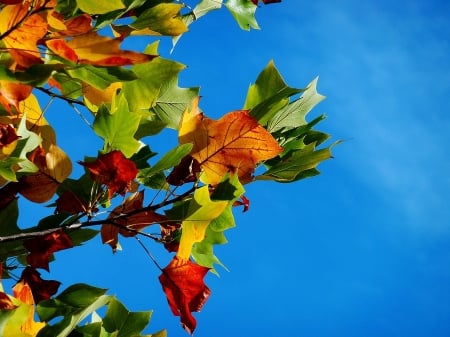 Golden Autumn - leaves, nature, autumn, golden