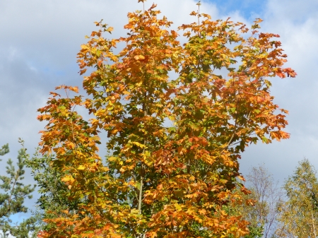 Maple Tree - sky, autumn, maple, clouds, blue, color, tree, garden