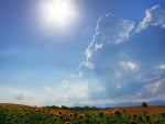 sunshine over sunflower field