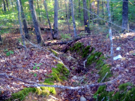 Split Right Down The Middle... - Tennessee, Nature, Forests, Rural