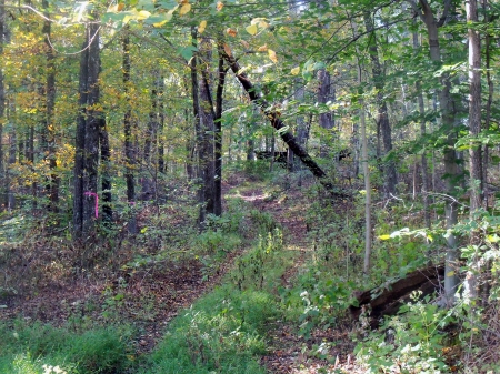 Fall Path Through The Woods - Forest, Woods, Nature, Rural