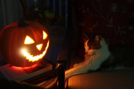 Kitty and Friend - jack o lantern, halloween, fall season, pumpkin