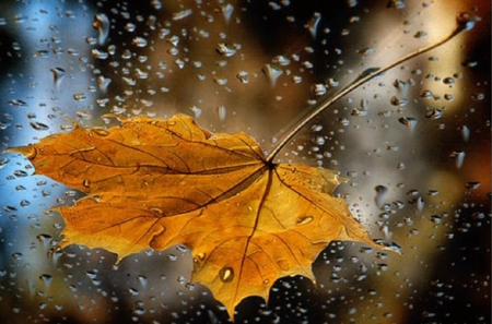 water drops on a window glass - fall leave, abstract, window, glass, water drops