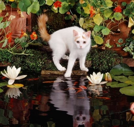 .....trying to catch goldfish - goldfish, pond, waterlily, cat, animals