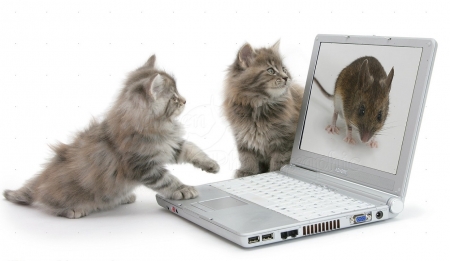 kittens playing with-a laptop computer - playing, animals, kittens, cats