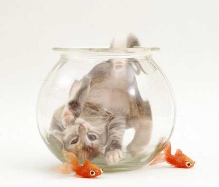 oops ! - animals, bowl, cats, goldfish, kitten