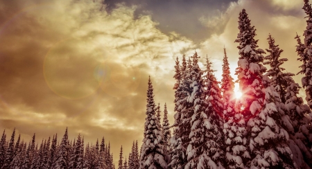 Winter Forest - clouds, rsun, winter, rays