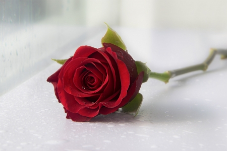 Beautiful - rose, red, beautiful, rain