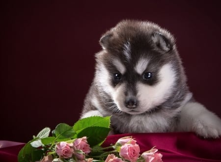 áƒ¦â¤áƒ¦ - love, roses, cute, dog