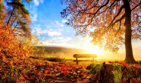 Autumn rest - sunlight, branches, beautiful, sunshine, rest, leaves, fall, glow, rays, autumn, bench, foliage