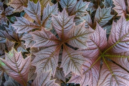 Autumn leaves - leaf, pink, green, autumn