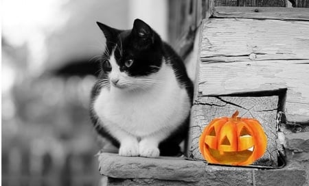 Halloween Cat - cute animals, autumn, cat, pumpkin, animals, happy halloween, halloween, fall, cats, cute, gatto, gato