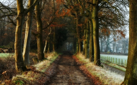 Country Road in Autumn - road, trees, nature, autumn