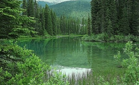 Emerald Lake - canada, lake, forest, mountains