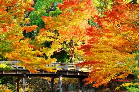 Autumn bridge - branches, autumn, fall, forest, beautiful, leaves, bridge