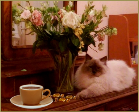 cat and coffee - flowers, still life, cat, coffee