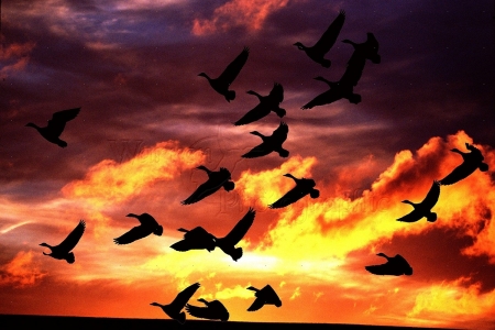 Bird Sunset - birds, sunset, nature, photography, sky